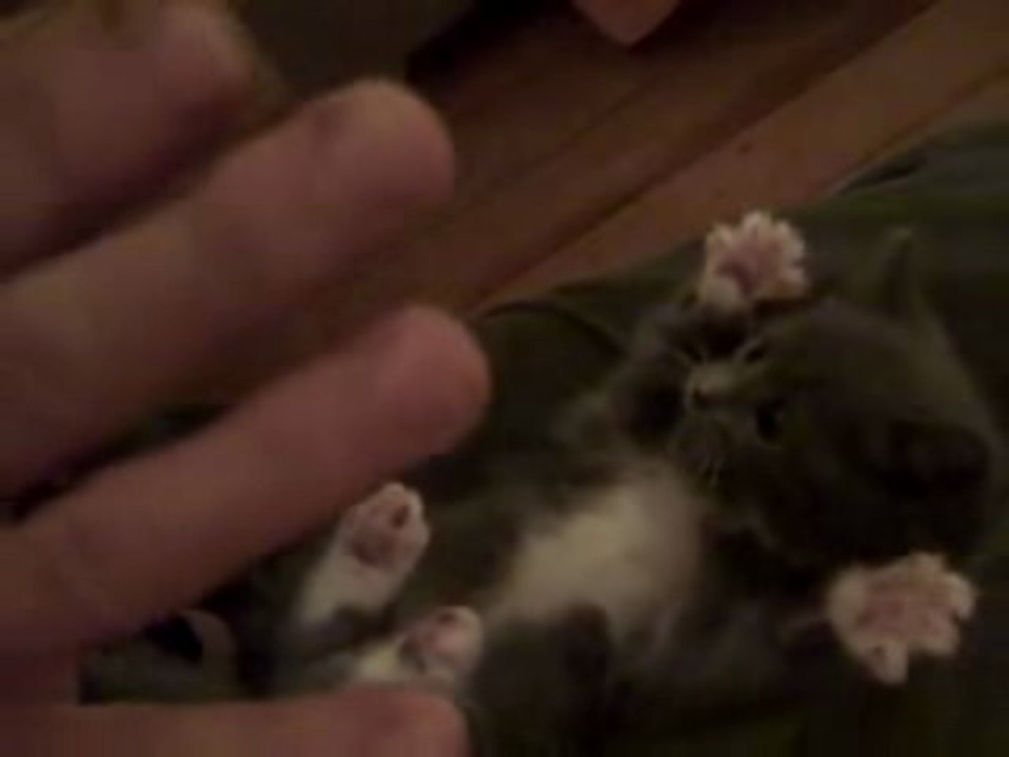 Chatons Pattes En Air Video Dailymotion