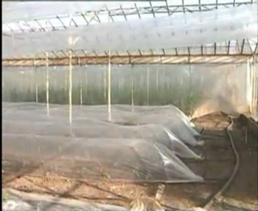 örtü altı sebze yetiştiriciliği-1