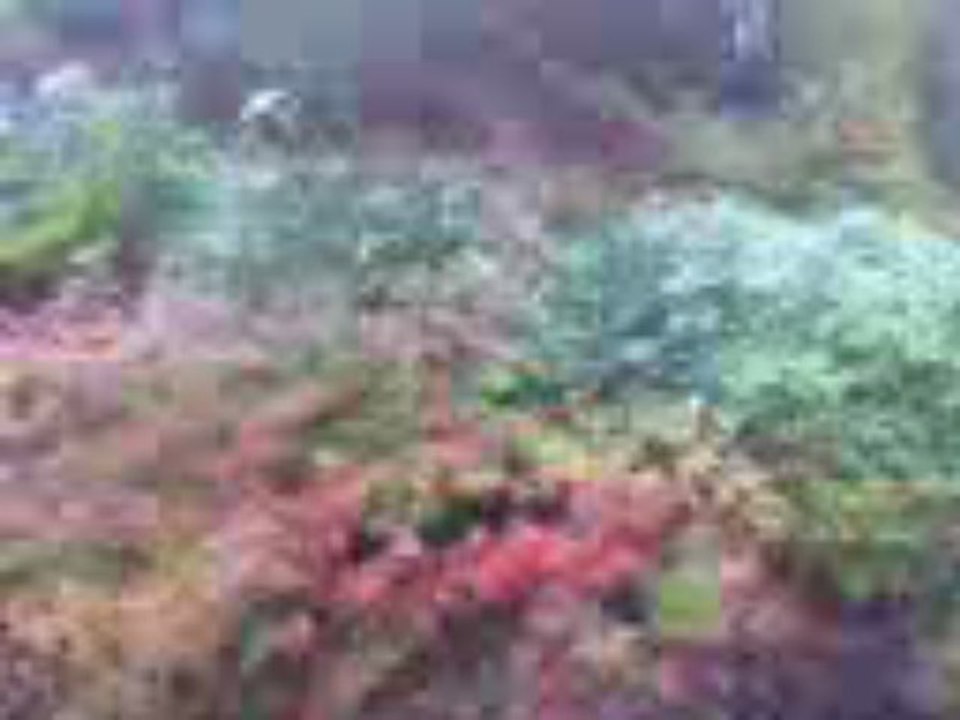 Video001