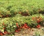 organik sebze yetiştiriciliği