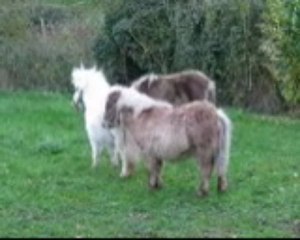 Shetland mushroom et palomino