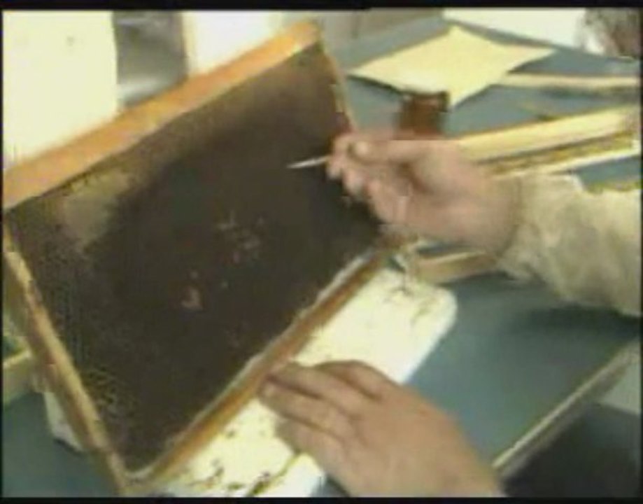 ana arı ve arı sütü üretimi