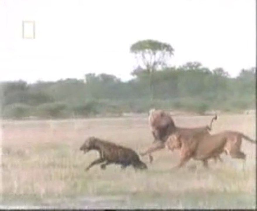LION VS HYENNES