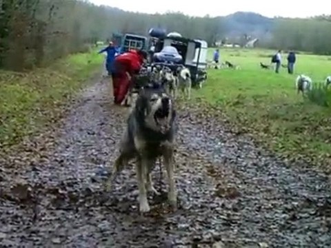 rassemblement chiens de traineau corrèze