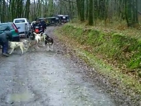 rassemblement chiens de traineau corrèze