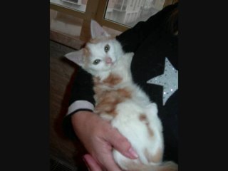 Hommage à notre petit coeur Shinji /Matéo