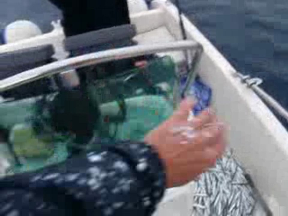 pêche d'anchois dans le golfe d'ajaccio (corse)