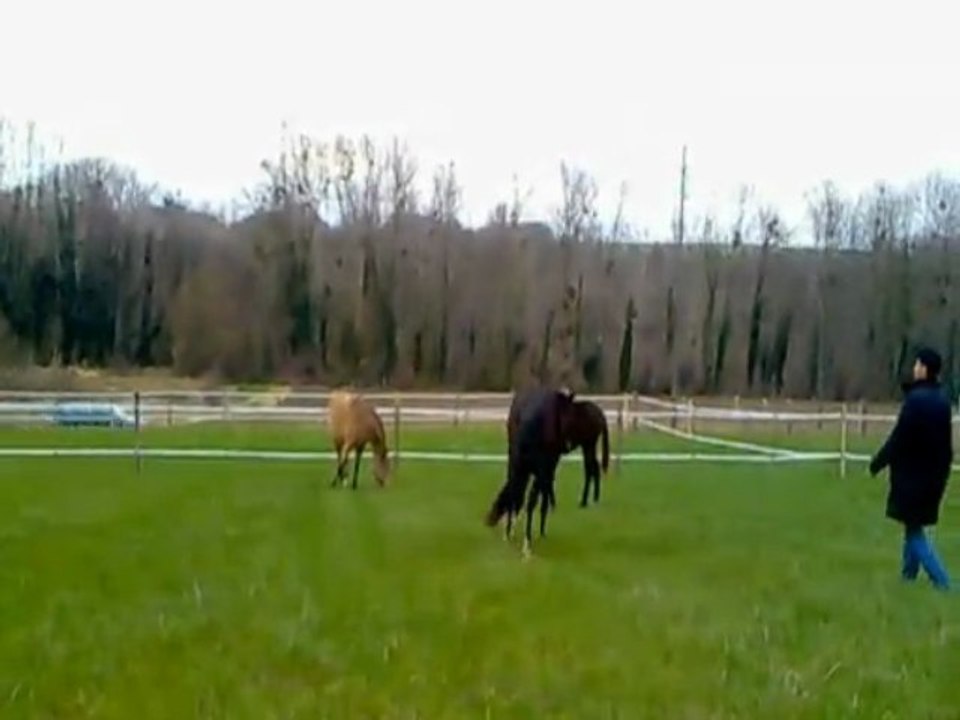 chevaux nouveau pré