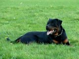 Rottweiler - BALZAC des guerriers pacifiques entrainement