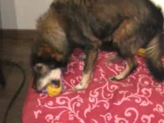 Rocky reçoit des nouveaux jouets