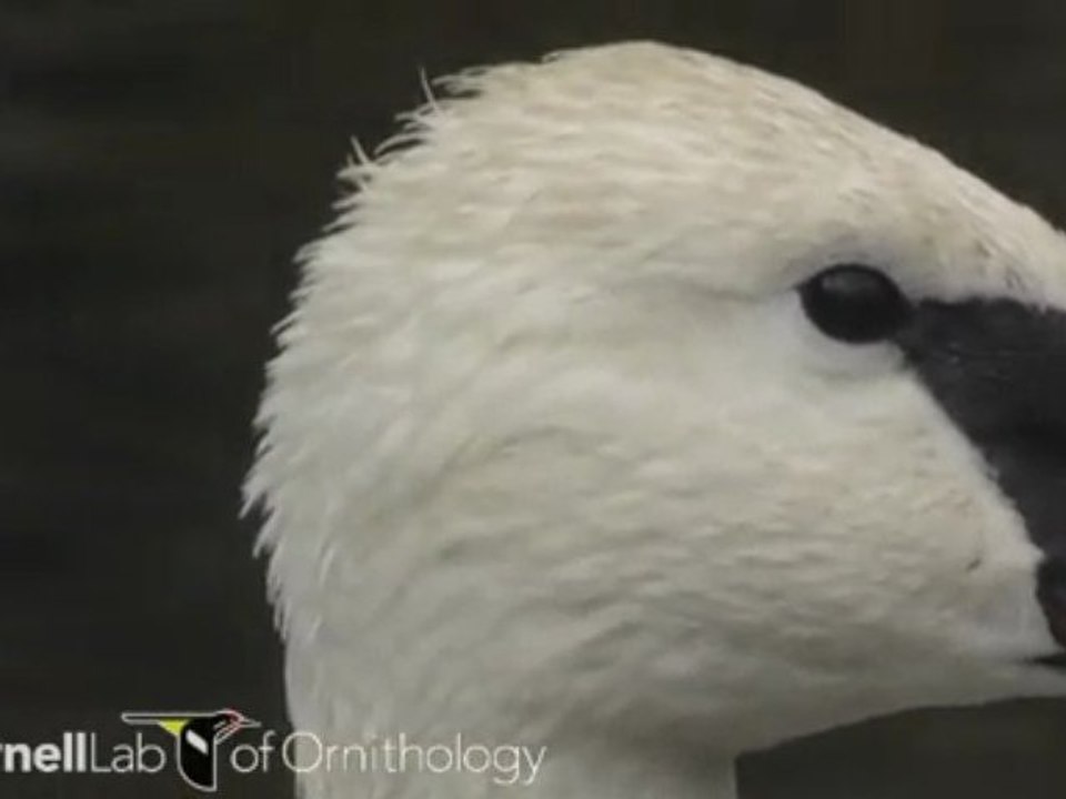 Cygnus buccinator