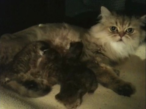 Portee de Persans Golden Shaded femelles de Silver Gate