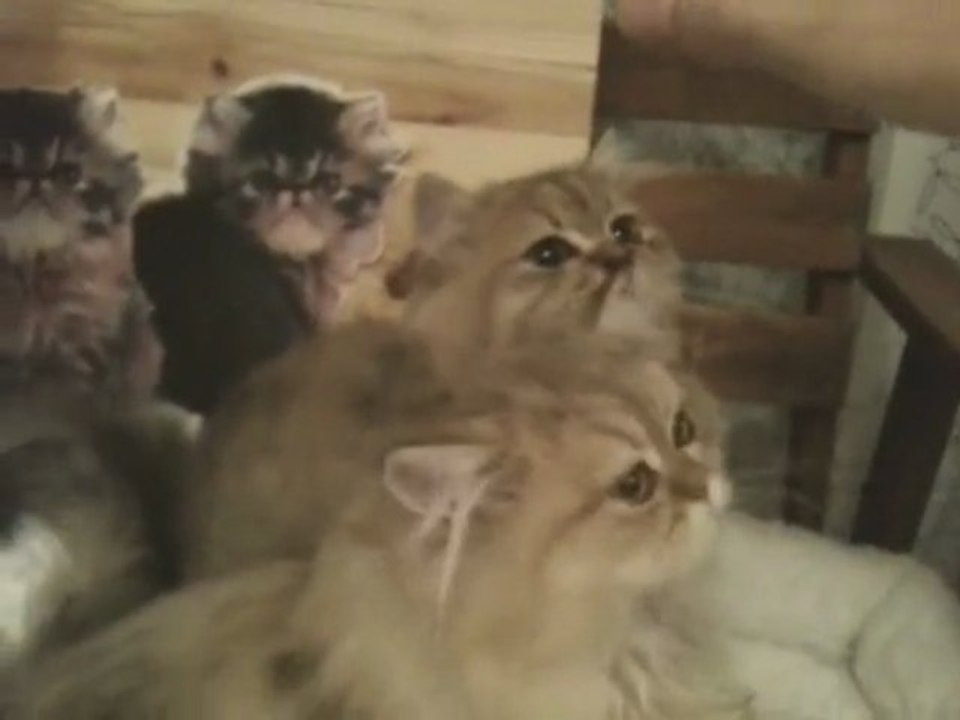 Evan et Elliott du Grand Baronnet, 2 persans Golden Shaded