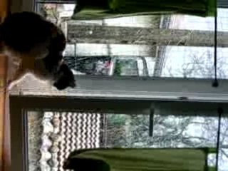 LOUNA ET SHAINA QUI REGARDENT LA NEIGE TOMBER 4/12/09