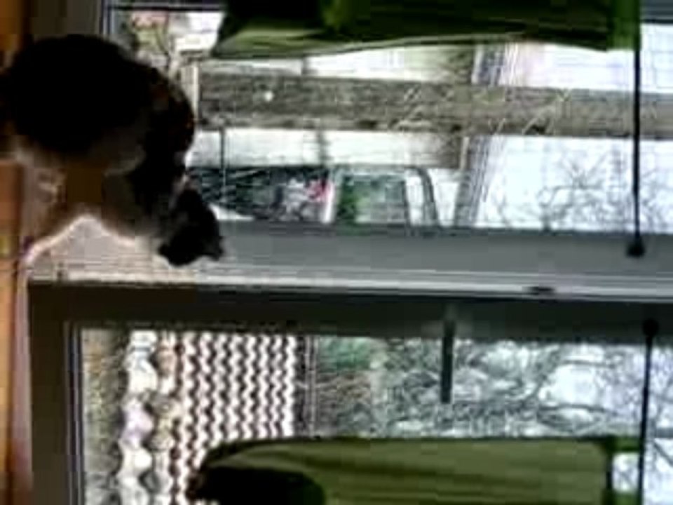 LOUNA ET SHAINA QUI REGARDENT LA NEIGE TOMBER 4/12/09