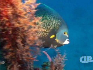 Antilles Jet - plongée en Guadeloupe à la réserve Cousteau