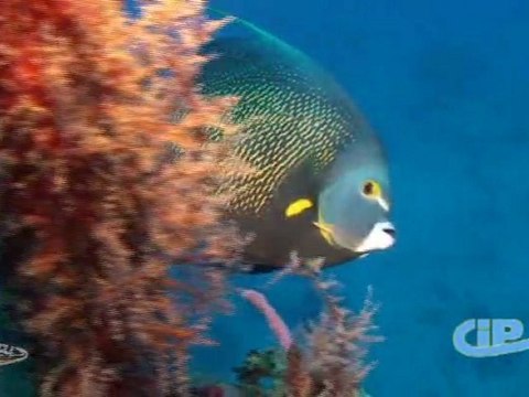 Antilles Jet - plongée en Guadeloupe à la réserve Cousteau