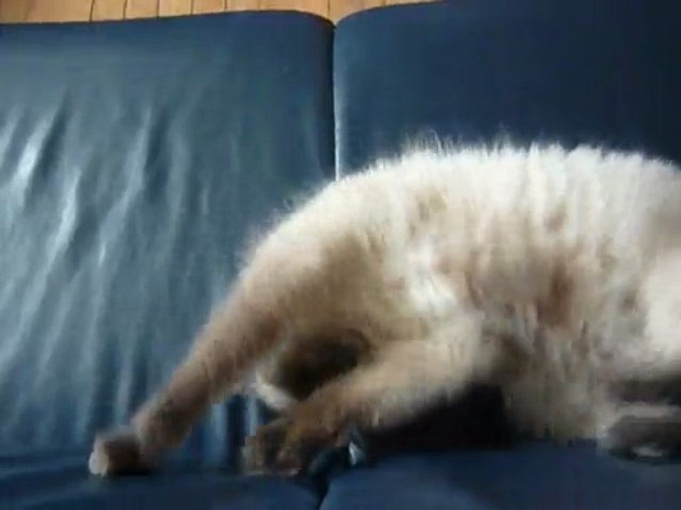 chocochat
