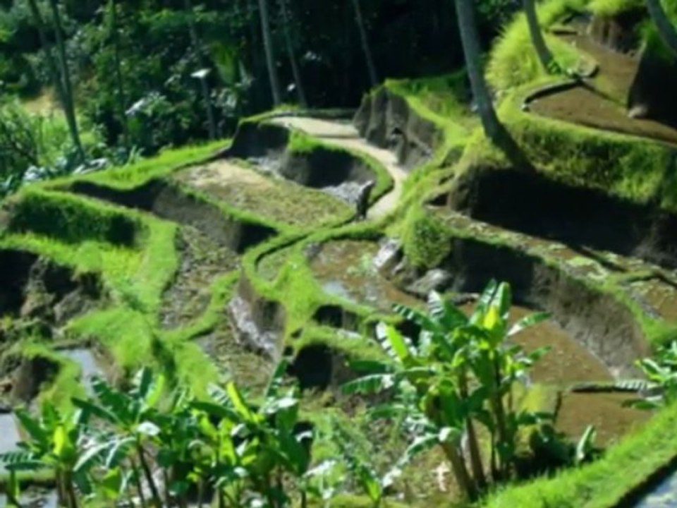 Ecouter le riz pousser dans les rizières de Bali_0004