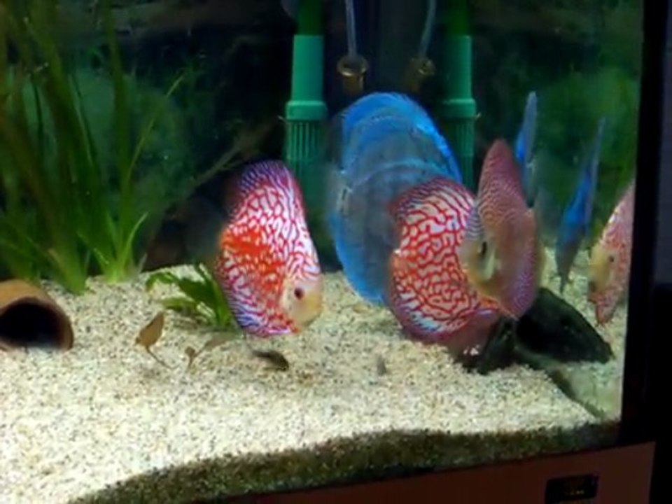 Discus