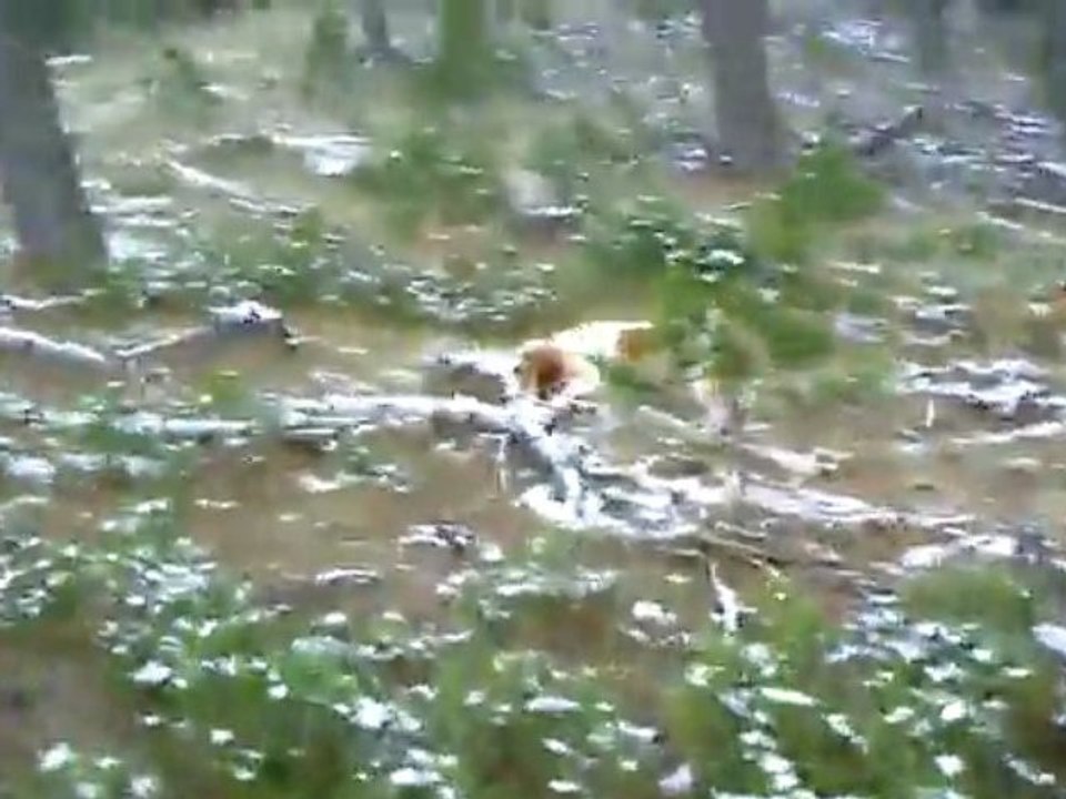 Sortie du 2 Décembre 2009 (2eme partie)