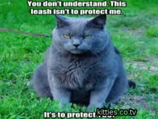 FUNNIEST KITTIES Very Funny Cats 58