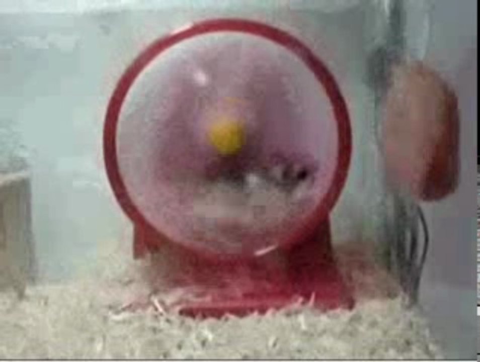 Hamster qui s'éjecte de sa roue