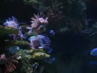 Ocean Florida - Florida Flights