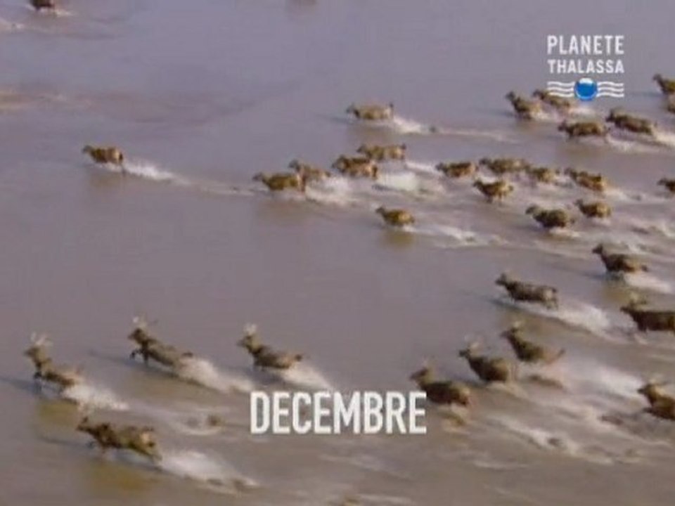 En décembre sur PLANETE THALASSA