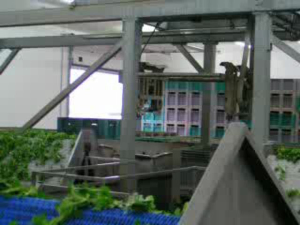 Ligne de lavage légumes et fruits et Robot vide palox