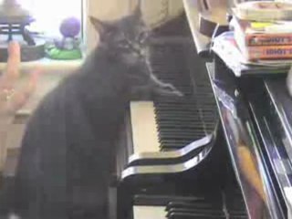 Piano cat plays with orchestra