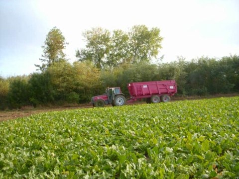 Arrachage Betteraves dans l'Oise