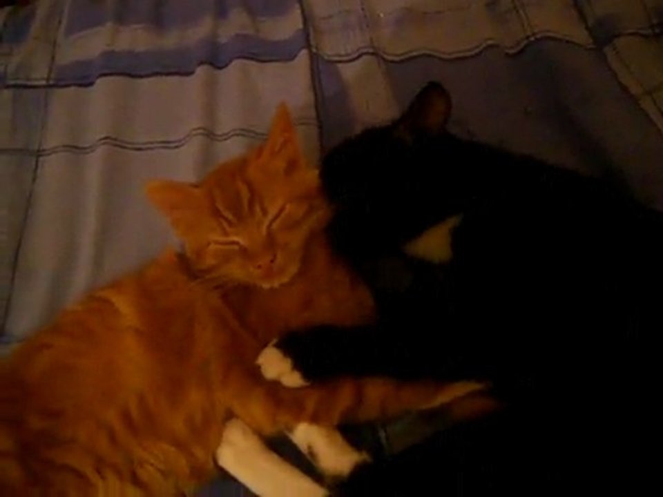 mes chats 2