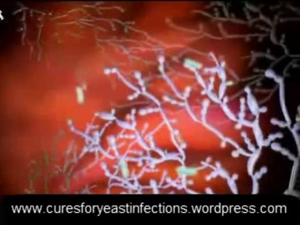 Yeast cure Importance Of Folate Posted By: Evely Waugh