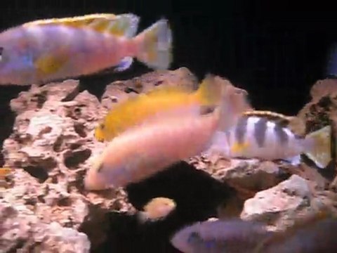 malawi mbuna akvaryumum