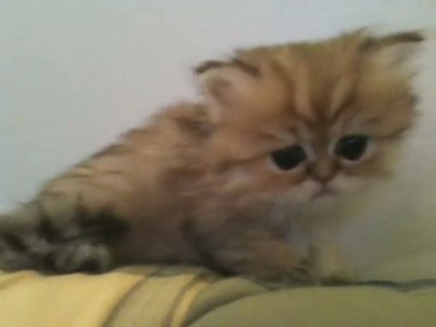 Ermione de Silver Gate, chaton Persan Golden femelle dispo