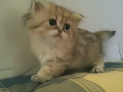 Ellys de Silver Gate chaton Persan Golden Femelle Disponible