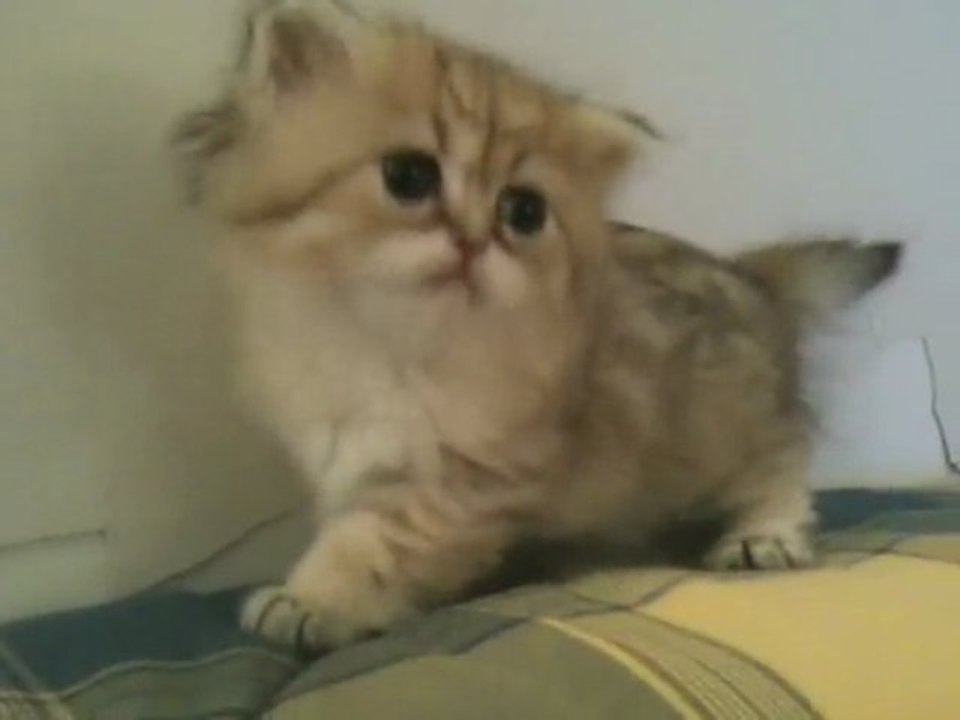 Ellys de Silver Gate chaton Persan Golden Femel...