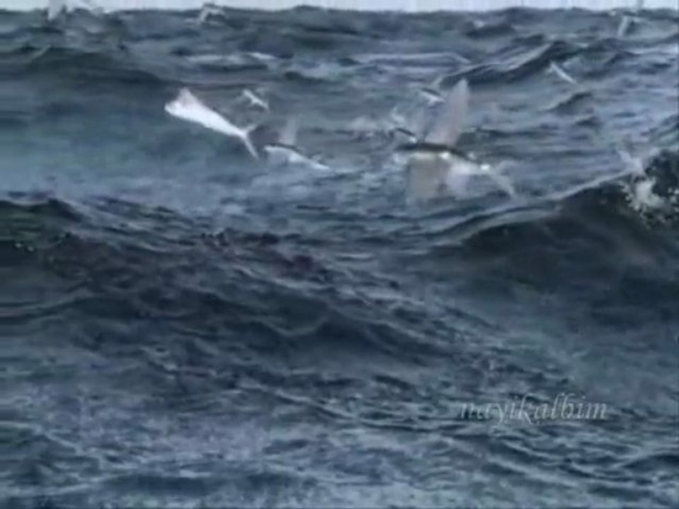 Flying fish uçan balık Asmaul Husna