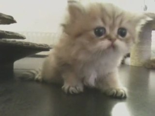 Eve de Silver Gate, chaton Persan Golden Femelle