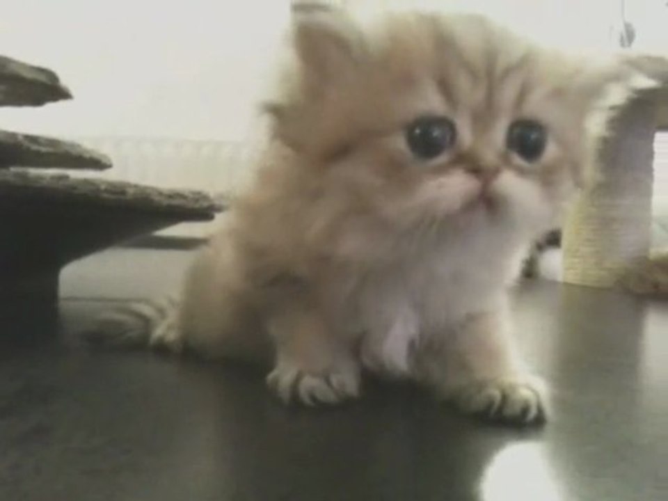 Eve de Silver Gate, chaton Persan Golden Femelle