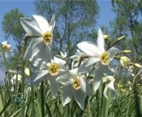 Пансионат Благодать на курорте Шаян, Закарпатье