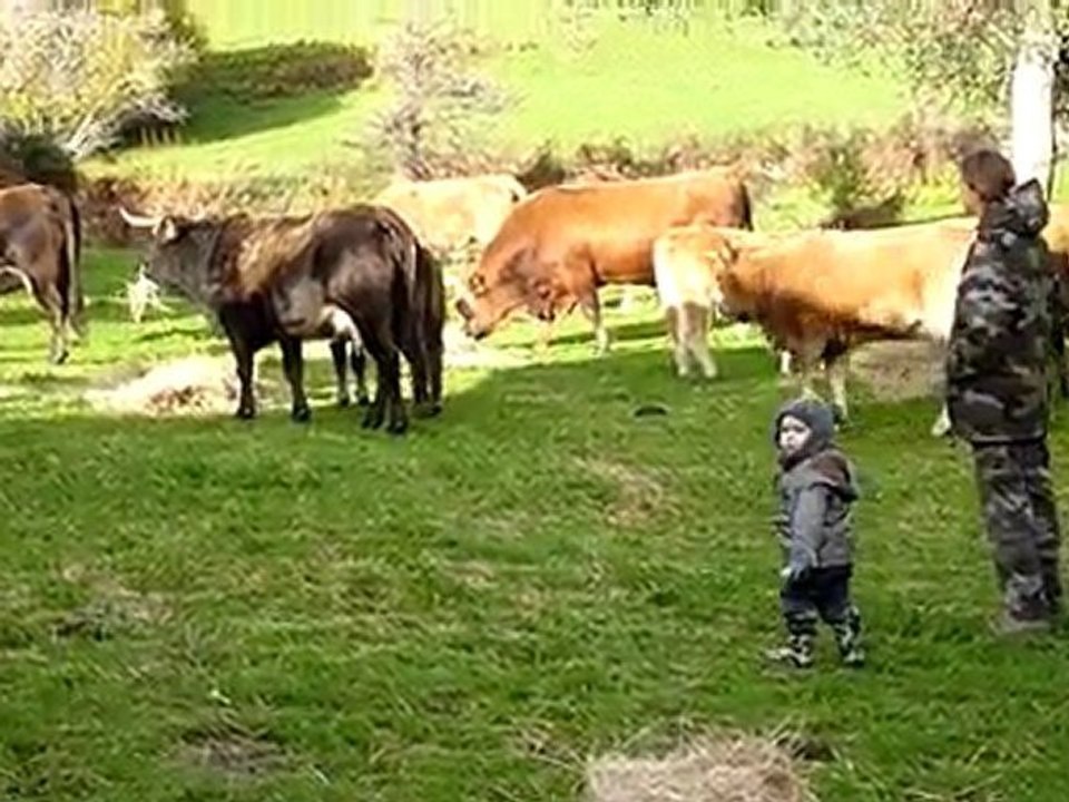Avec les vaches ! 13- 12- 09