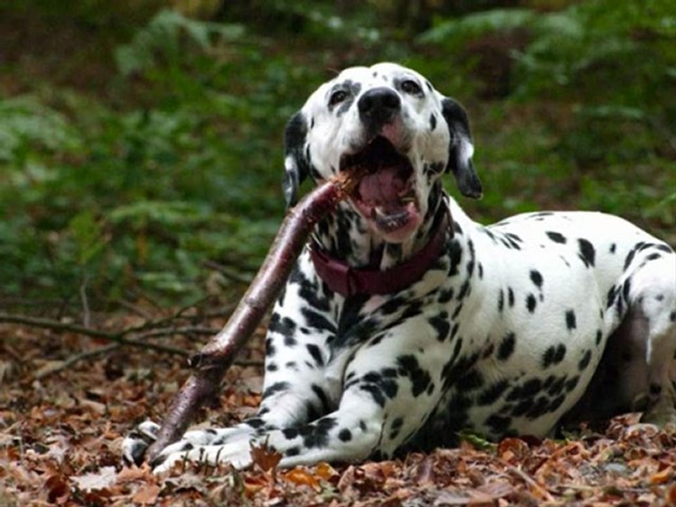 Chiens_a_adopter_dalmaSF_2009_12_19