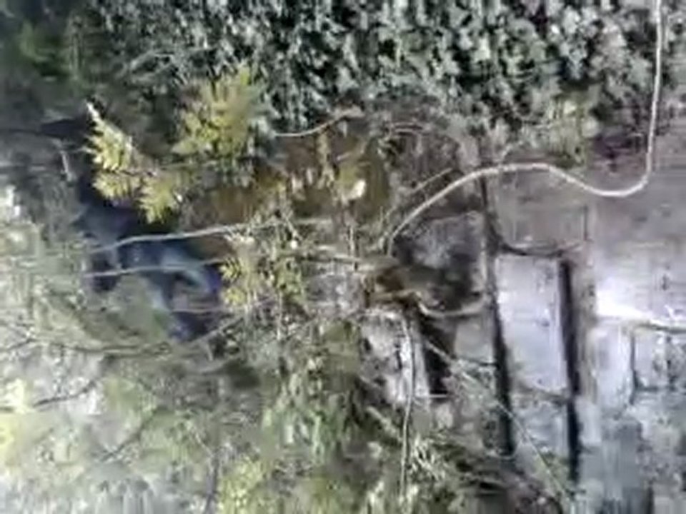 Maubeuge : Session Remparts "Petit Singe en Action"