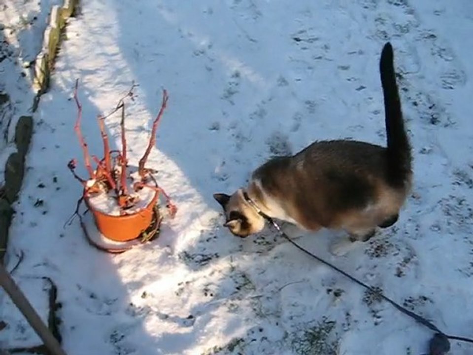 chouette la neige !
