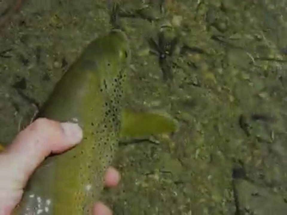 Compile des images de la saison 2009 par Nico