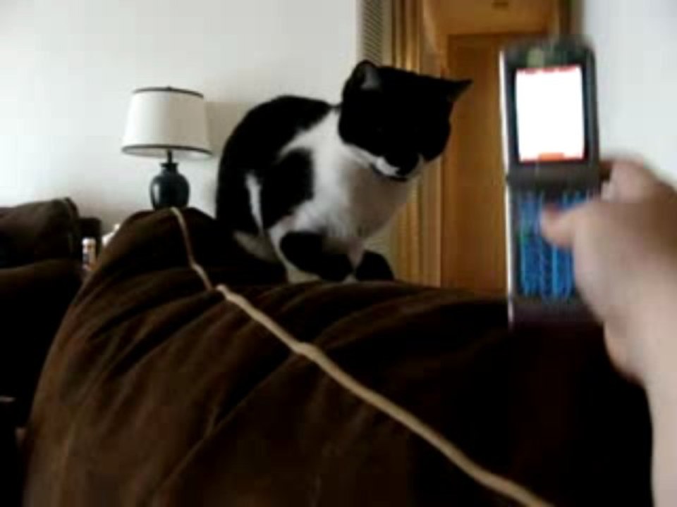Ringtone Cat