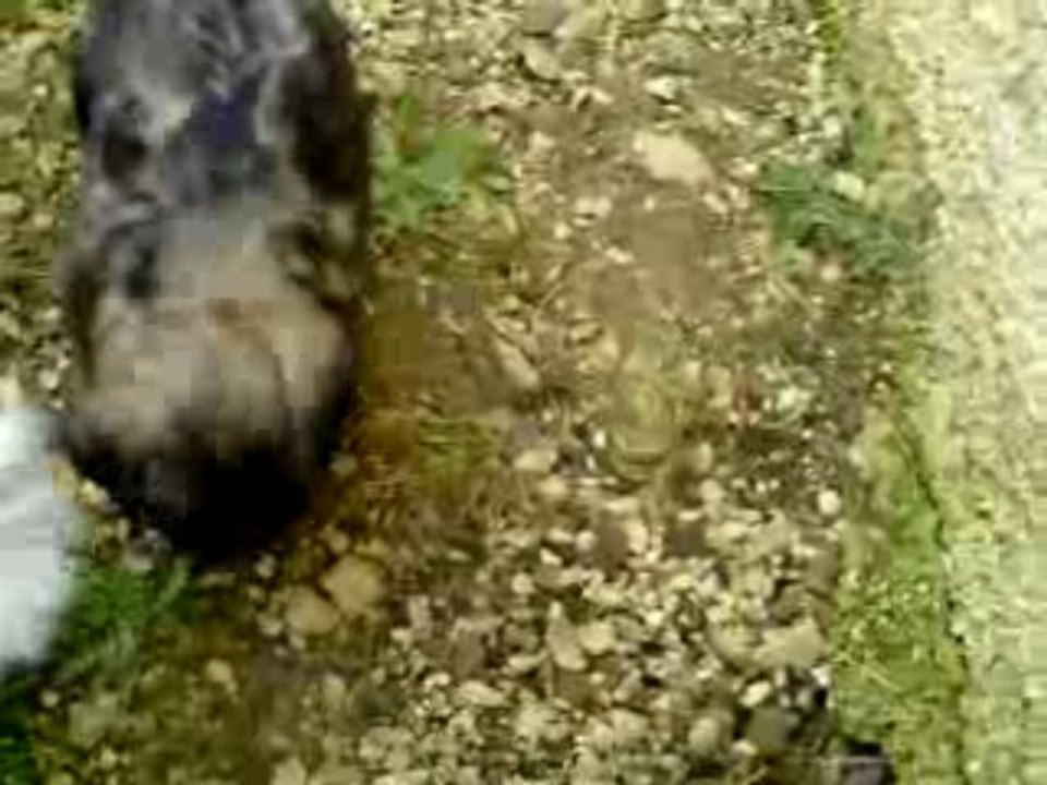 CLIP0025ENYIMA061209