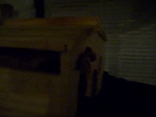 100_3852 mes rats rescapés